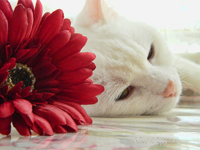 今夜没有怒吼的公牛，只有那个掌控风暴的冷静舞者—班凯罗