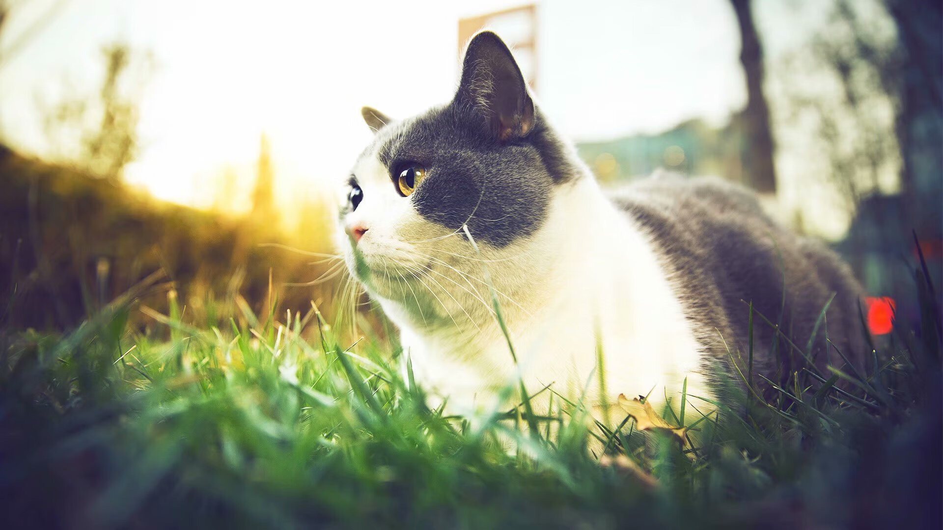 雷火电竞app-绝境！传奇！2013年总决赛G6，雷·阿伦那记改写历史的三分球