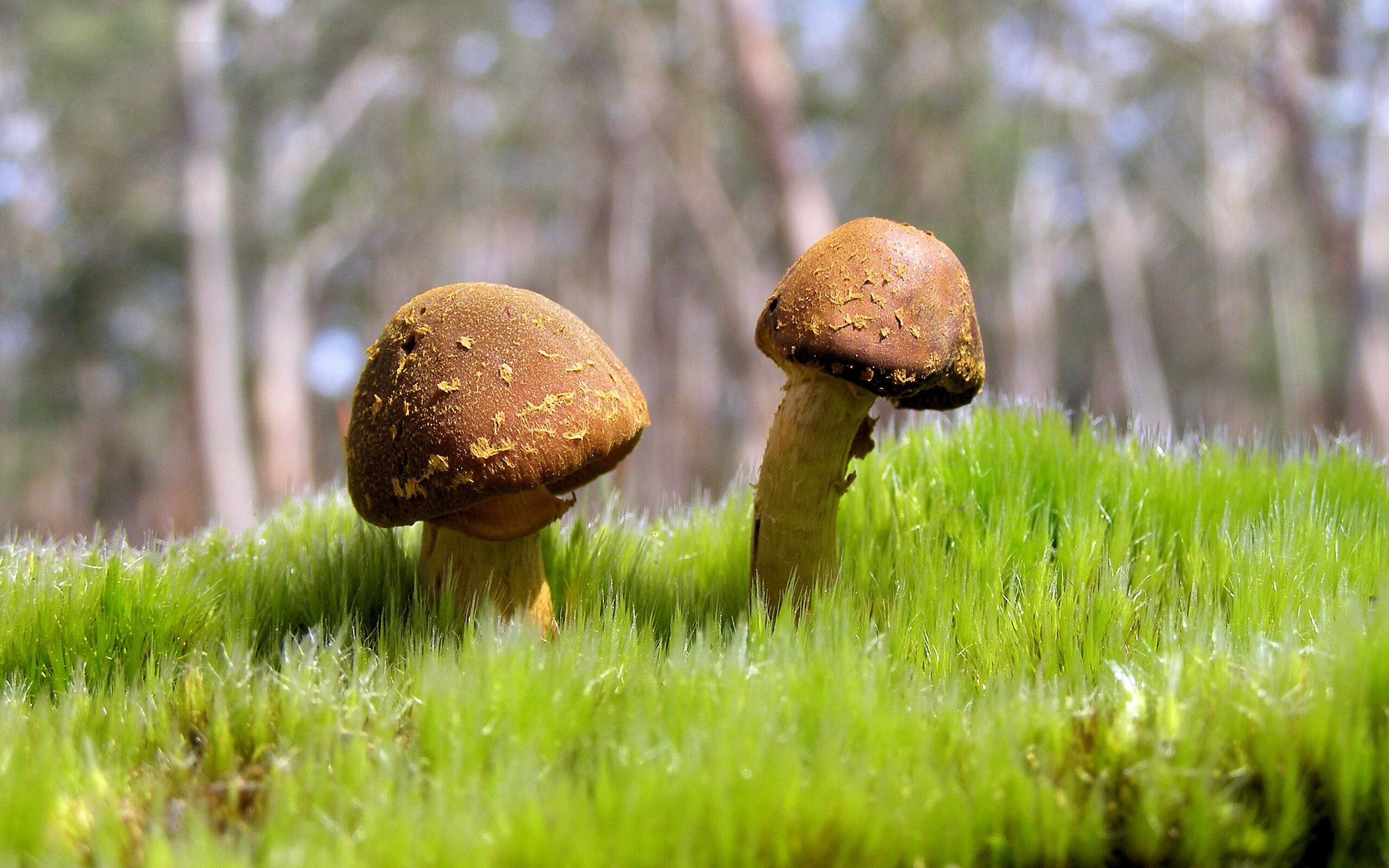 雷火电竞官网-巴尔韦德的节奏掌控与韩国的压哨绝杀，一场中场艺术与终极韧性的对决