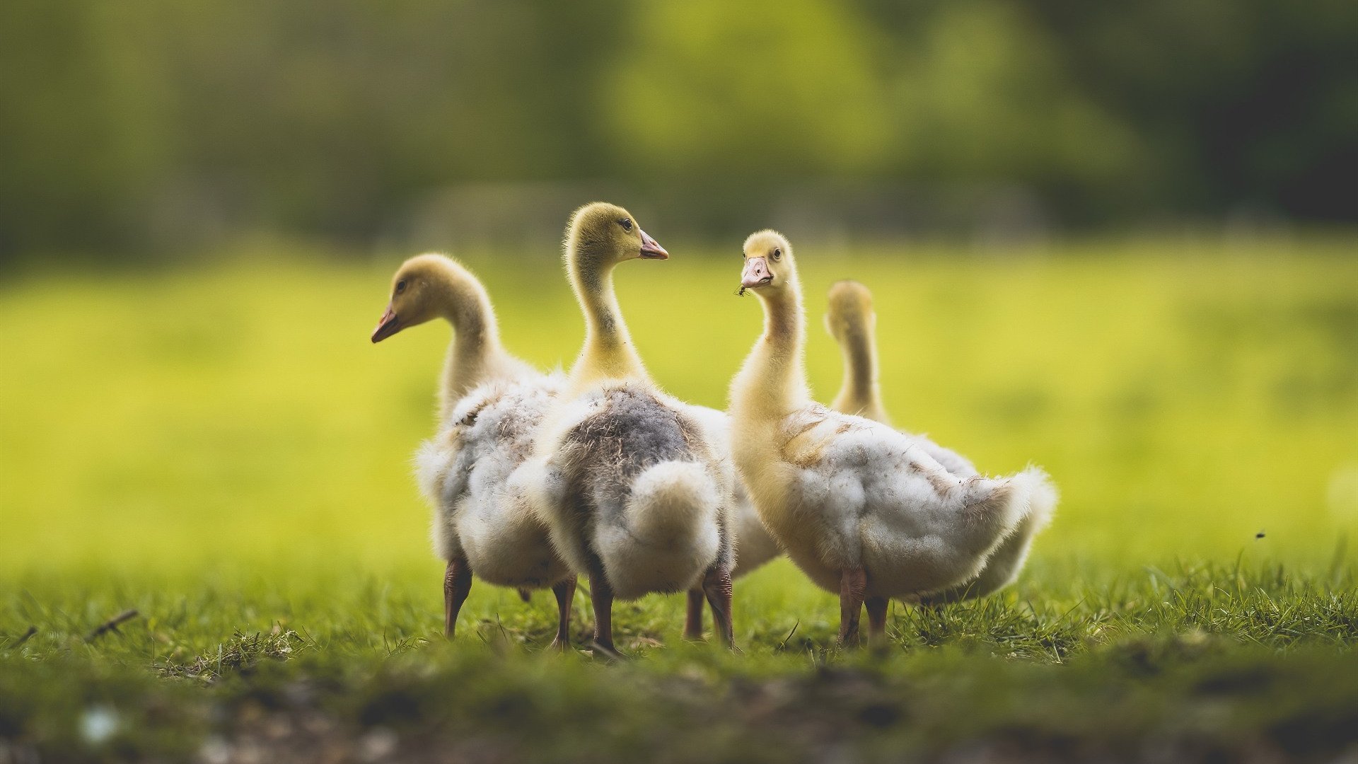 昨夜鹈鹕渡河,今朝欧文开道,当篮球羽翼掠过足球绿茵,我们谈论的是接管的艺术