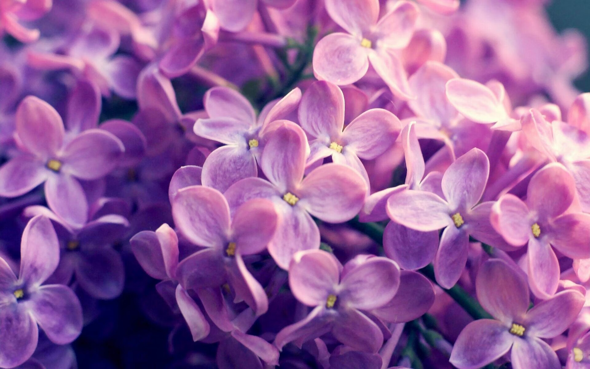 锋线獠牙撕裂防波堤，当劳塔罗的爆发遇上皇家社会的体系碾压