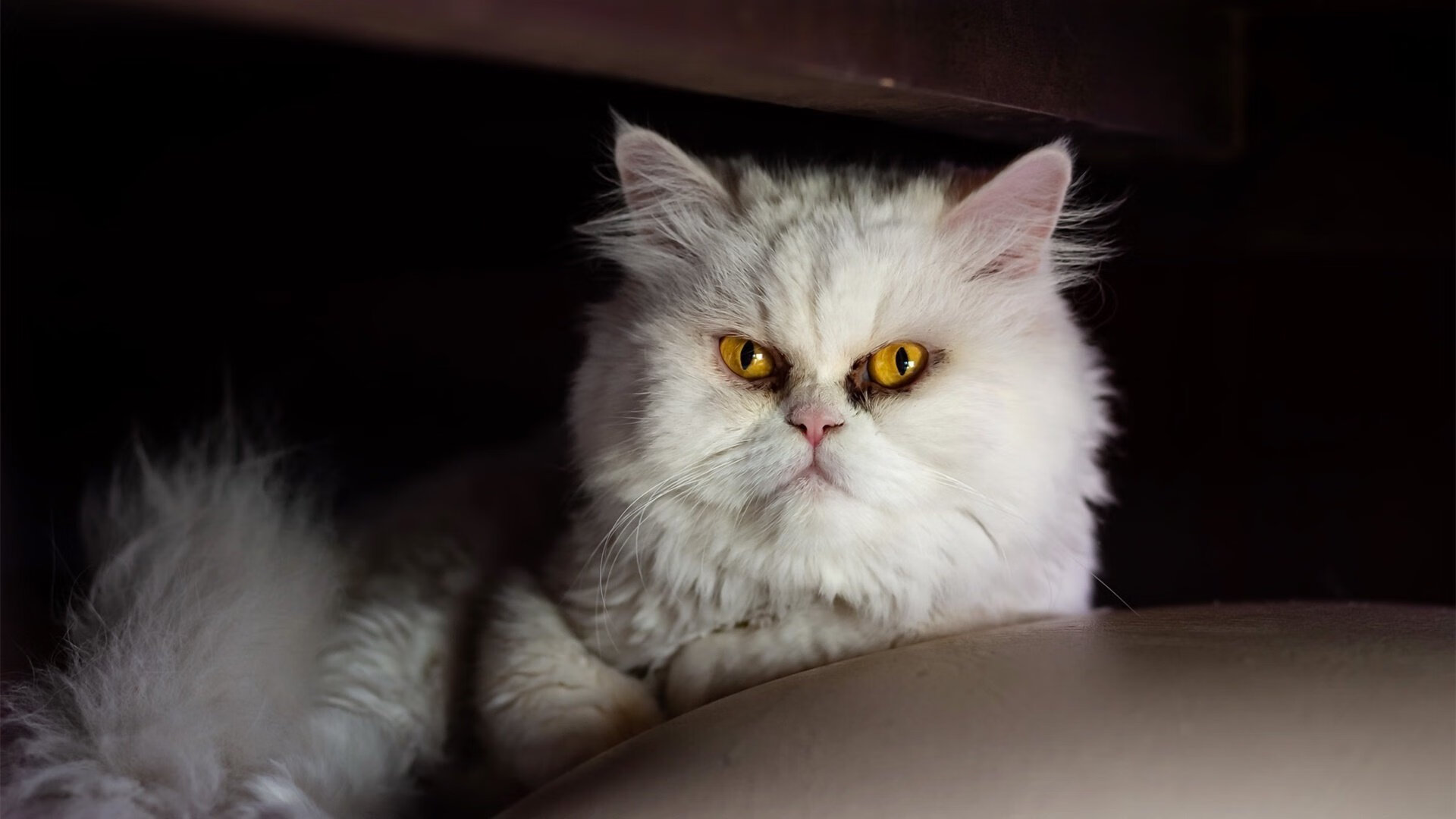 跨界激情，F1新赛季揭幕战焦点战，国际米兰色彩绝杀墨西哥速度