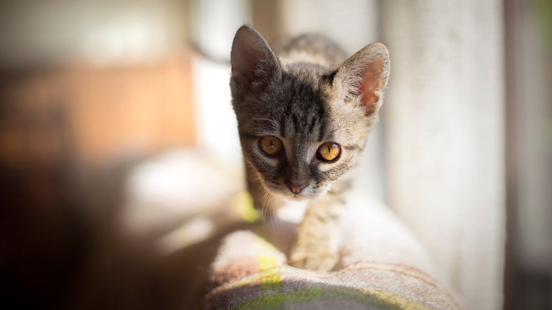 雷火电竞下载-跨越战袍的舞步，当罗德里戈的节奏成为巴西与皇马唯一的共同语言