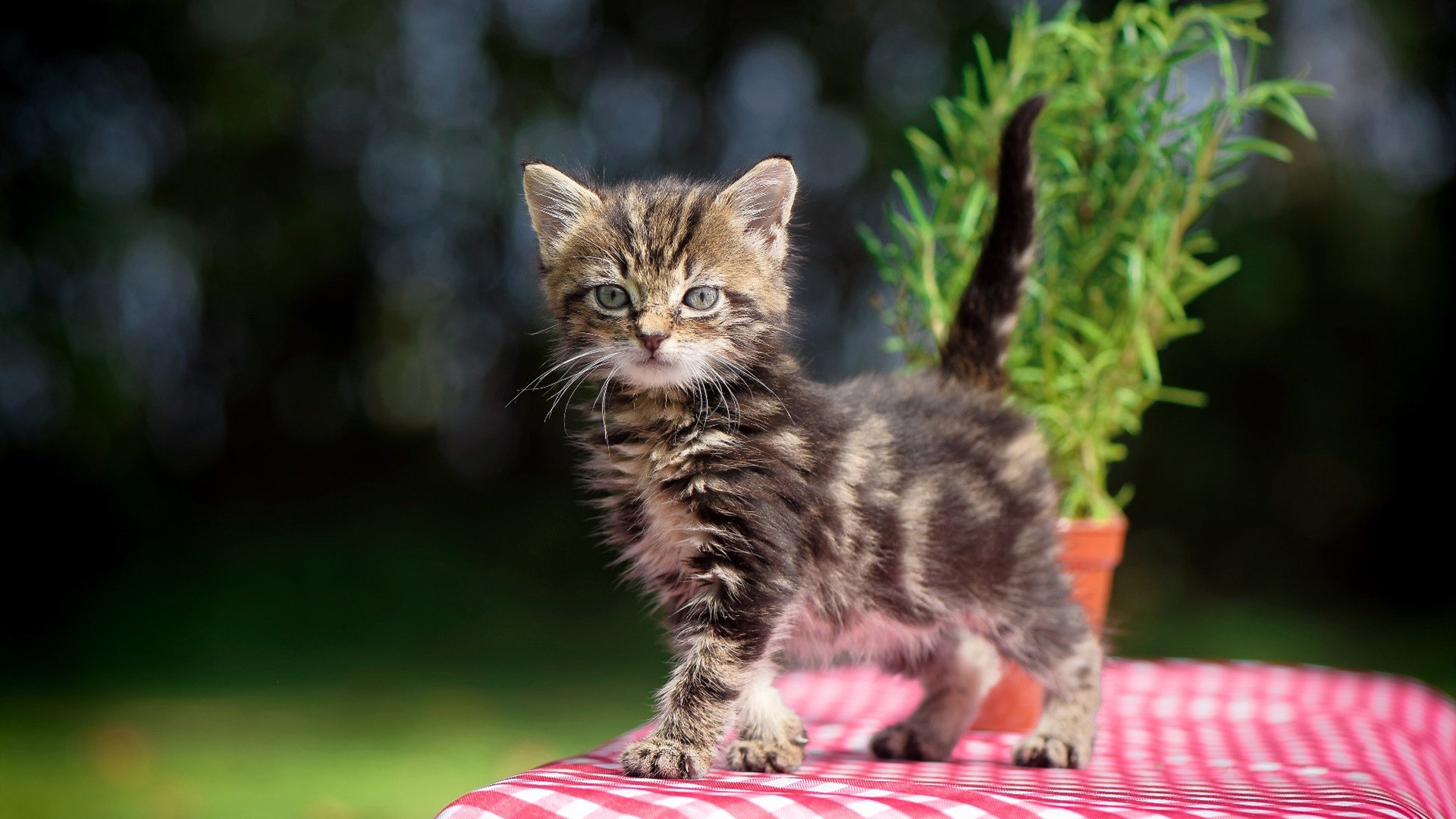雷火电竞网站-淬火之战，广东队梦幻联防冲垮凯尔特人，恩比德成关键先生